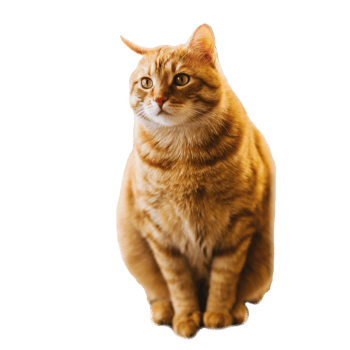 Red cat is a pet. png