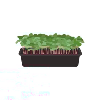 Seeds and sprouts of microgreens of radish. Design element. Vector illustration.