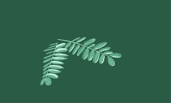 Shameful princess leaf illustration. Mimosa pudica. With isolated green background. Flat design. vector