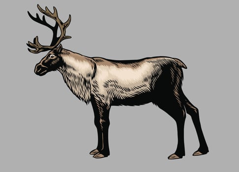 Hand Drawn of Reindeer in Vintage Style vector