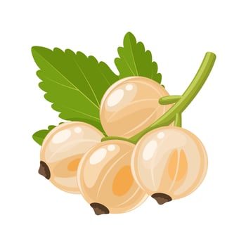 Vector illustration, white currant with green leaves, isolated on white background.