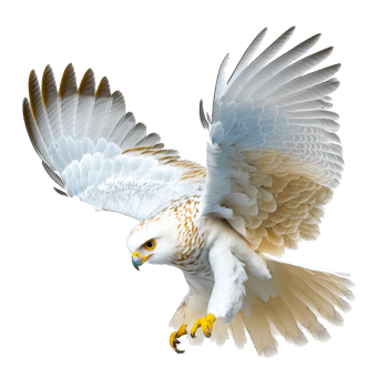 Golden eagle attack landing swoop hand draw png