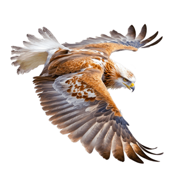 golden eagle bird free illuistration png