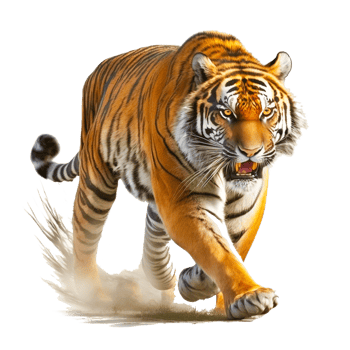 running tiger free illustration png