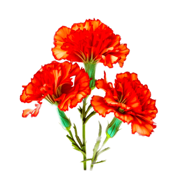 Cross Stitch Flowers transparent png