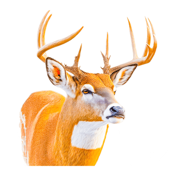 deer free illustration png