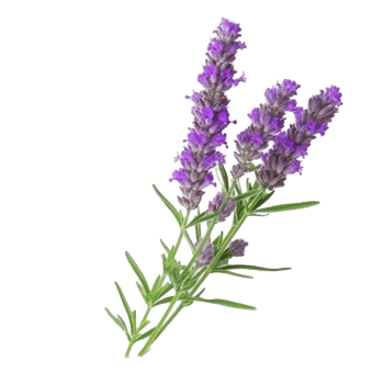 Lavender flower isolated. Illustration png