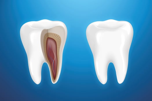 Tooth anatomy isolated on blue background in 3d illustration vector