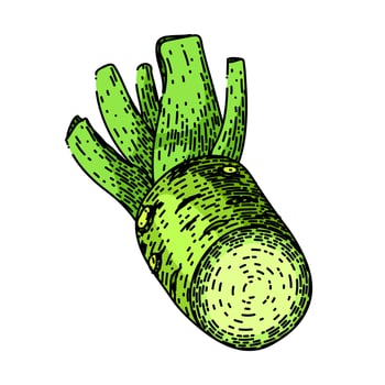 wasabi root cut sketch hand drawn vector