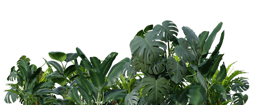 Tropical plants on transparent background as png. Botanical foreground. Lower frame, border. Cut out graphic design element. 3D rendering. png