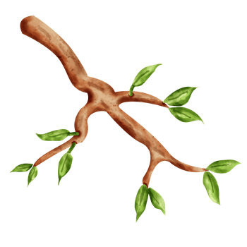 watercolor branch clip art png