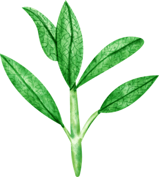 watercolor Sage leaves png