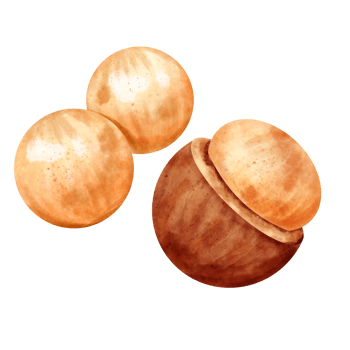 watercolor Macadamia clip art png