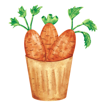 watercolor Carrot vegetable png