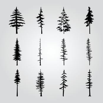 A collection of pine trees with different shapes and sizes. vector