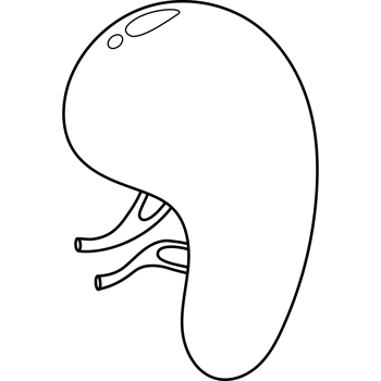Spleen . Human organ. line drawing png