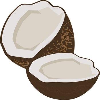 coconut Illustration Vector