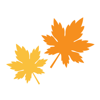 Maple leaves illustration png