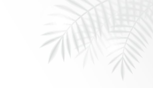 Vector Palm Leaf Shadow Casted On The Wall With Text Space.