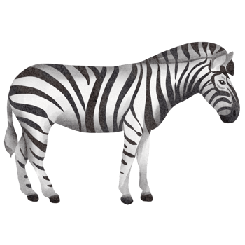 watercolor zebra clip art png