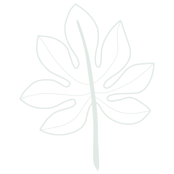 Line art leaf png