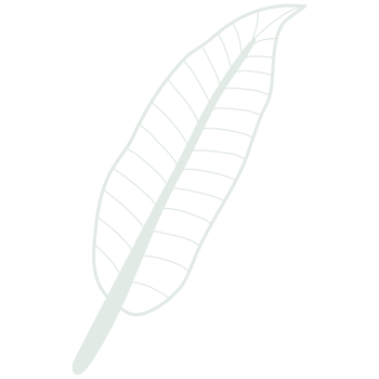 Line art leaf png