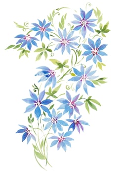 Blue clematis flowers, watercolor vector