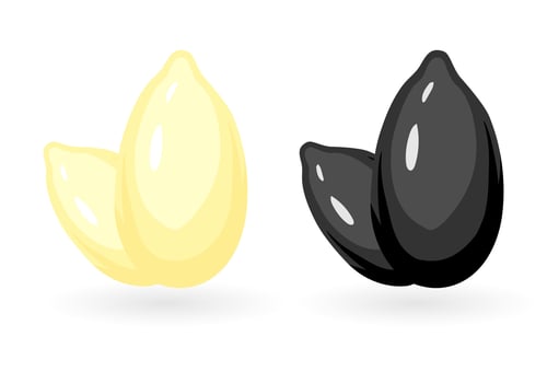 Realistic cartoon sesame seed icon set. Colorful vector illustration with white and black sesame isolated on white background.