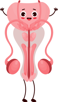 cute cartoon character organ penis png
