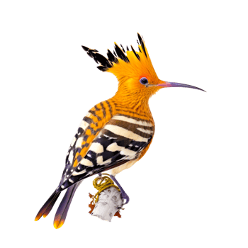Eurasian hoopoe bird illustration png