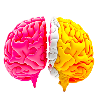 human brain illustration png