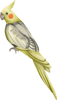 watercolor bird clip art png