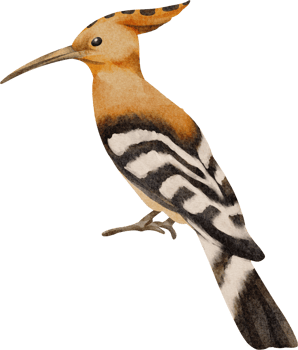 watercolor bird clip art png