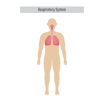 Diagram Of Respiratory System With Lungs, Inside Gas Exchange On White Background. vector
