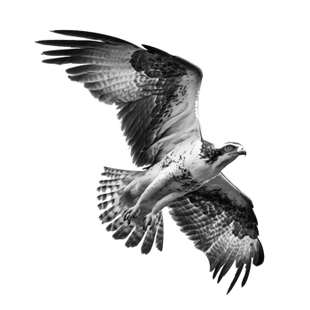 birds of pray illustration png