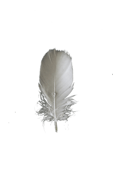 Feather PNG Image Free
