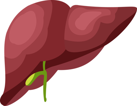 illustration of human liver organ. liver organ flat design png