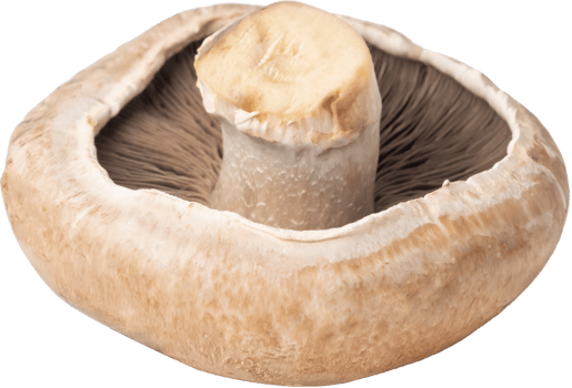 portobello mushroom cut out on transparent background. png
