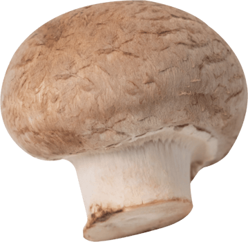 cremini mushroom cut out on transparent background. png
