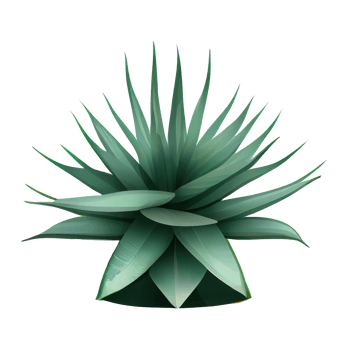 Beautiful plants in ceramic pots . png