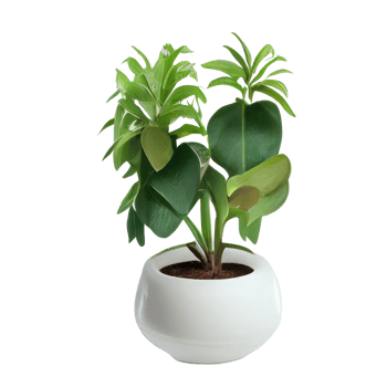 Beautiful plants in ceramic pots . png