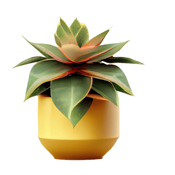 Beautiful plants in ceramic pots . png