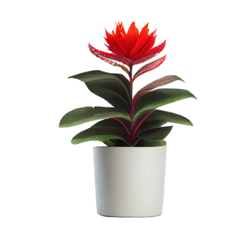 Beautiful plants in ceramic pots . png
