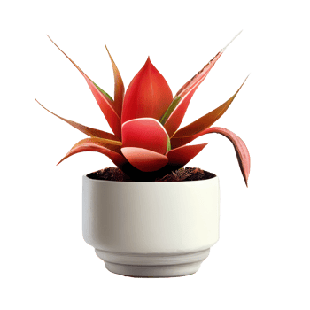 Beautiful plants in ceramic pots . png
