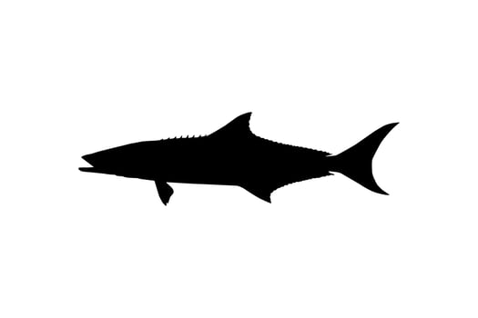 Cobia Fish Silhouette, also known as black kingfish, black salmon, ling, lemonfish, crabeater, prodigal son, codfish, and black bonito. Vector Illustration