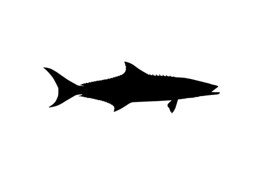 Cobia Fish Silhouette, also known as black kingfish, black salmon, ling, lemonfish, crabeater, prodigal son, codfish, and black bonito. Vector Illustration