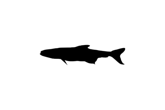Cobia Fish Silhouette, also known as black kingfish, black salmon, ling, lemonfish, crabeater, prodigal son, codfish, and black bonito. Vector Illustration