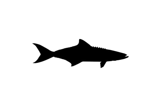 Cobia Fish Silhouette, also known as black kingfish, black salmon, ling, lemonfish, crabeater, prodigal son, codfish, and black bonito. Vector Illustration