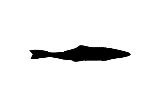 Cobia Fish Silhouette, also known as black kingfish, black salmon, ling, lemonfish, crabeater, prodigal son, codfish, and black bonito. Vector Illustration