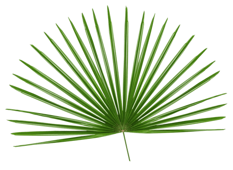 Green leaves pattern,leaf palm tree isolated png